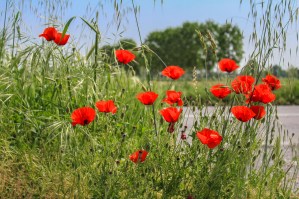 Photo by Artur Dancs