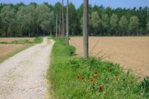 Photo by Artur Dancs