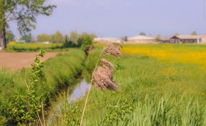 Photo by Artur Dancs