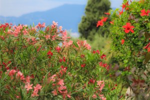 Photo by Artur Dancs