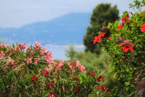 Photo by Artur Dancs